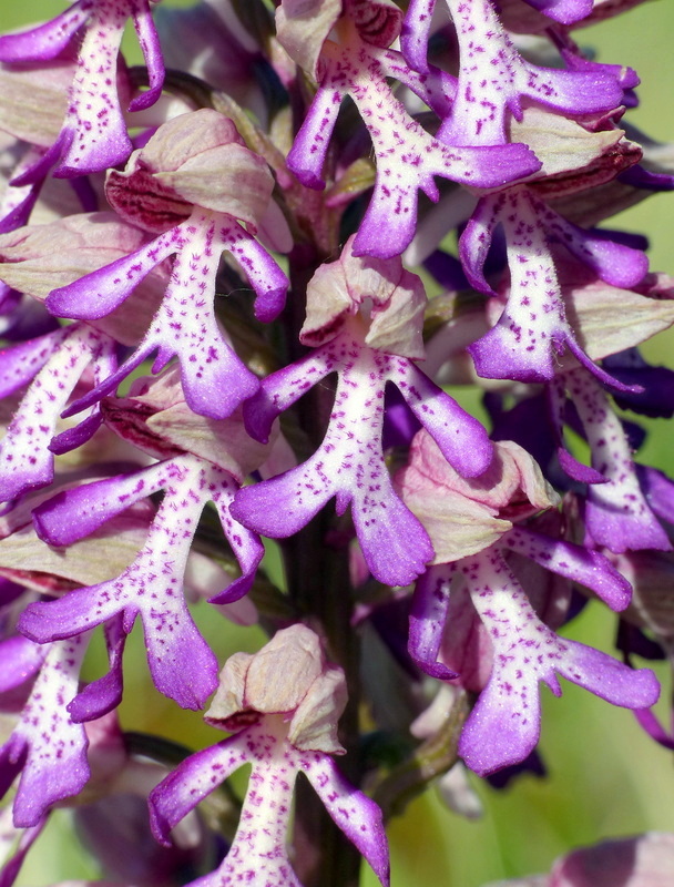 Orchis militaris, Orchis purpurea, Orchis x hybrida  Preappennino aquilano -  2022.